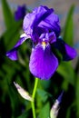 Iris - Flower in the summer Royalty Free Stock Photo