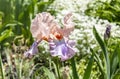 Iris flower in summer garden Royalty Free Stock Photo