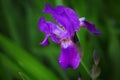 Iris flower summer season garden rain Royalty Free Stock Photo