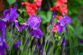 Iris flower summer season garden rain Royalty Free Stock Photo