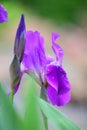 Iris flower summer season garden rain Royalty Free Stock Photo