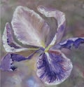 iris flower symbol of summer, spring, icon, bloomin