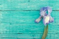 Iris flower on turquoise rustic wooden background with empty spa