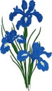 Iris flower. Vector