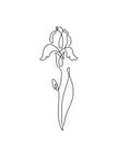 Iris flower vector illustration in simple minimal continuous outline line style. Nature blossom art for floral botanical