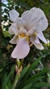 Iris flower white details nature Royalty Free Stock Photo
