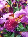 Iris on the flowerbed after rain Royalty Free Stock Photo