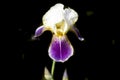 Iris, white, yellow and pink iris, dark background Royalty Free Stock Photo