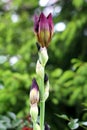 Iris flowering perennial plant with closed flower buds and single open blooming dark violet flower on top of long stem planted in