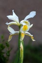 Iris flowering perennial plant with fully open blooming large white and yellow flowers on single long stem planted in local urban