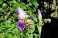 Iris flowering perennial plant with showy white to dark violet closed flowers with partially shriveled dry petals surrounded with Royalty Free Stock Photo