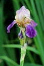 Iris flowering perennial plant starting to open colorful violet flowers on single long stem planted in local urban garden