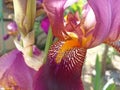 Iris is a flowering plant genus of 310 accepted species with showy flowers