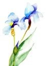 Iris flowers