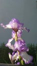Iris Flowers Art Design Royalty Free Stock Photo
