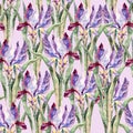 iris flowers background seamless pattern, watercolor on paper, Royalty Free Stock Photo