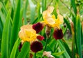 Iris flowers Royalty Free Stock Photo