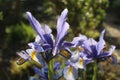 Iris flowers bloom in early summer Royalty Free Stock Photo