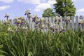Iris flowers blooming along a white pickett fence Royalty Free Stock Photo