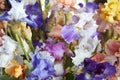 Iris flowers in blue, purple, yellow colors background Royalty Free Stock Photo