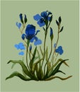 Iris flowers. Botanical vector illustration