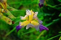 Iris flowers in the evening in summer Royalty Free Stock Photo