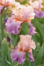 Iris flowers