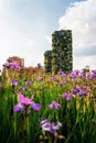 Iris flowers against Bosco Verticale, Milano, Italy