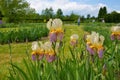 Iris, flowers in garden, spring