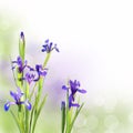 Iris flowers on green background