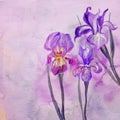 Iris flowers illustration Royalty Free Stock Photo