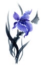 Iris. Flowers illustration..