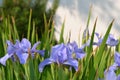 Iris flowers Royalty Free Stock Photo