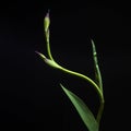 Iris flowers isolated on a black background Royalty Free Stock Photo