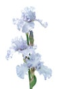 Iris flowers isolated Royalty Free Stock Photo