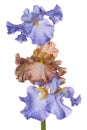 Iris flowers isolated Royalty Free Stock Photo