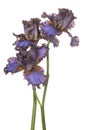 Iris flowers isolated Royalty Free Stock Photo