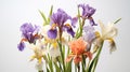 Iris flowers isolated on white background, closeup of colorful irises