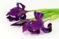 The Iris flowers Royalty Free Stock Photo