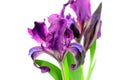 The Iris flowers Royalty Free Stock Photo