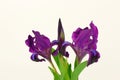 The Iris flowers Royalty Free Stock Photo