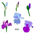 Iris flowers, leaves, buds set. Royalty Free Stock Photo