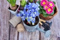 Iris flowers, plants and garden tools on a old wooden table Royalty Free Stock Photo