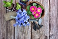 Iris flowers, plants and garden tools on a old wooden table. Focus on Iris flowers Royalty Free Stock Photo