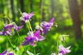 Iris flowers are pollinated by a bee in the woods