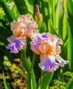 iris flowers. Purple iris in garden, blue and purple colored iris flowers Royalty Free Stock Photo