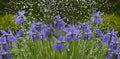 Iris flowers in rain Royalty Free Stock Photo