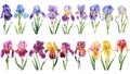 Iris flowers set botanical watercolor, floral illustration for invitation card design. Flower, leaf isolated. Wildflower Royalty Free Stock Photo