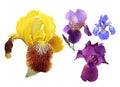 Iris flowers.Set of different colors.