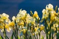 Iris flowers in the sunset light Royalty Free Stock Photo